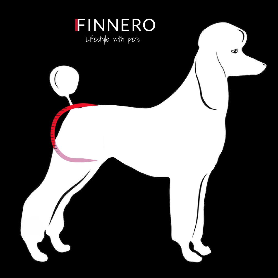 An infographic showing where to measure on your dog.
