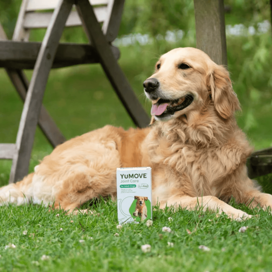 YuMove Joint Supplement Tablets for Dogs