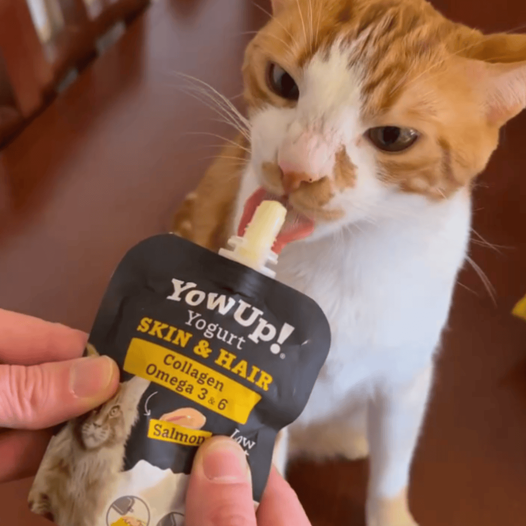 YowUp! Cat Yoghurt - Salmon Skin & Coat