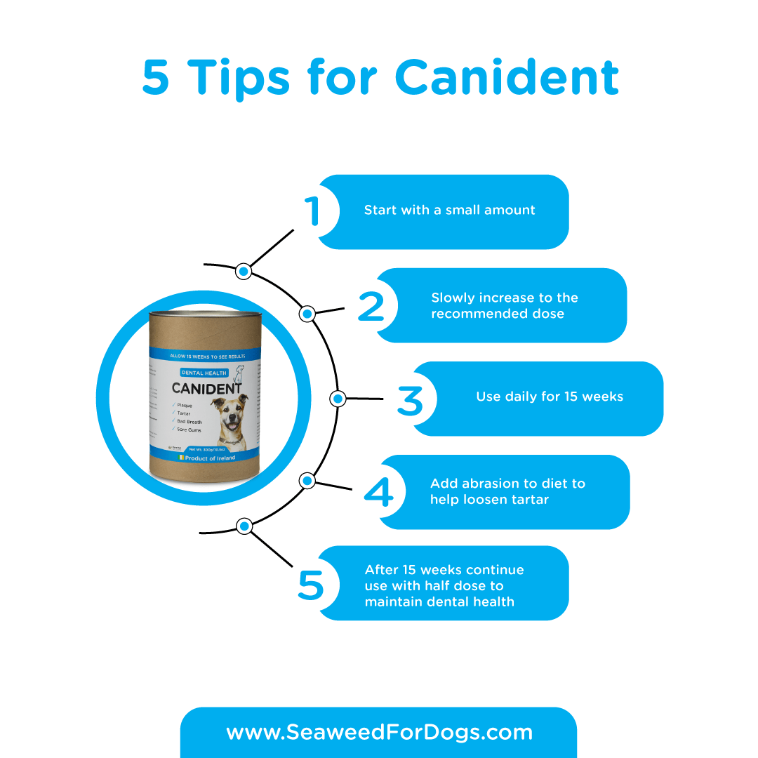 Canident