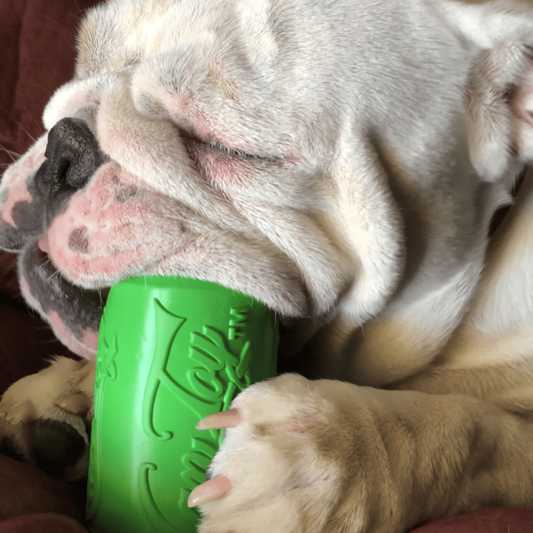 A dog chewing on the Sodapup Soda Can dog toy in large green.