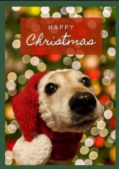 Cara Rescue Dogs Christmas Cards - 10 Pack