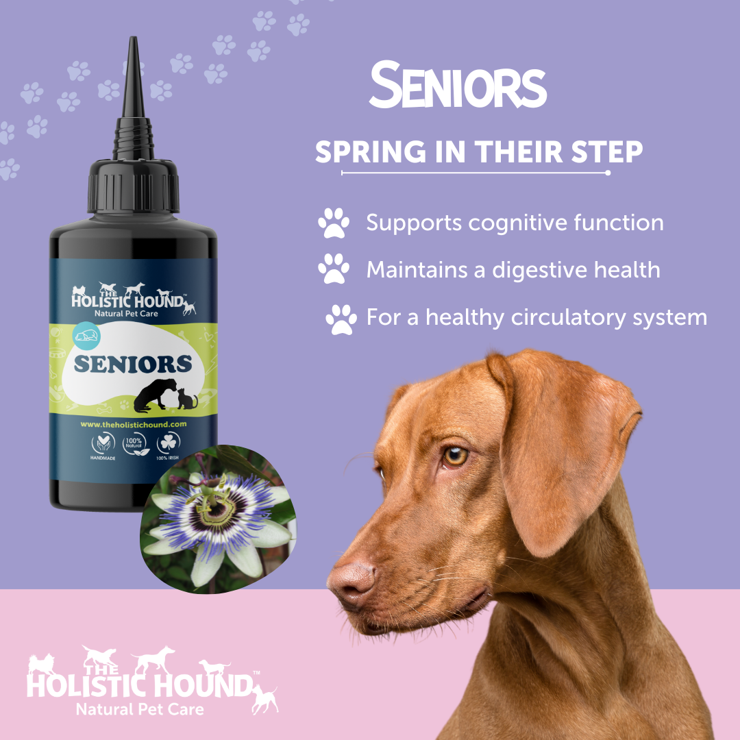 Holistic Hound Fundamentals Seniors supplement for dogs and a Weimaraner.