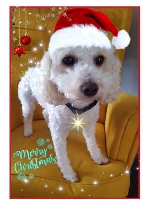 Cara Rescue Dogs Christmas Cards - 10 Pack