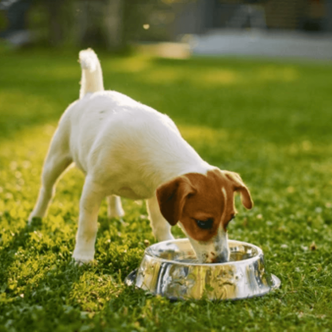 A small dog eating out of a steel bowl. They are on the grass.