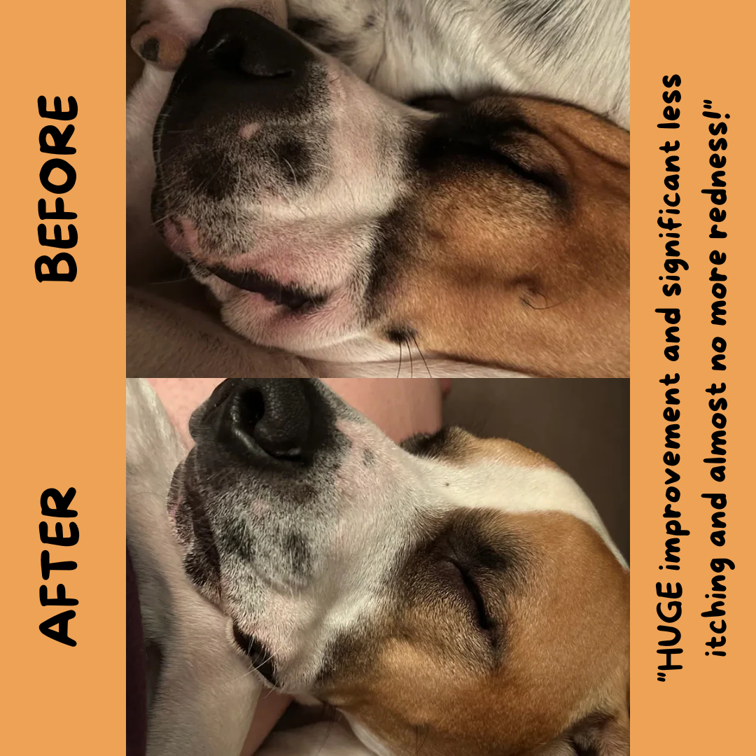 A before an after photo of a customer who used the Natural Dog Company Wild Alaskan Salmon Oil on their dog. Clearly see a reduction in redness on dogs mouth.