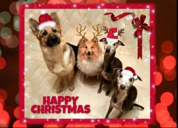 Cara Rescue Dogs Christmas Cards - 10 Pack