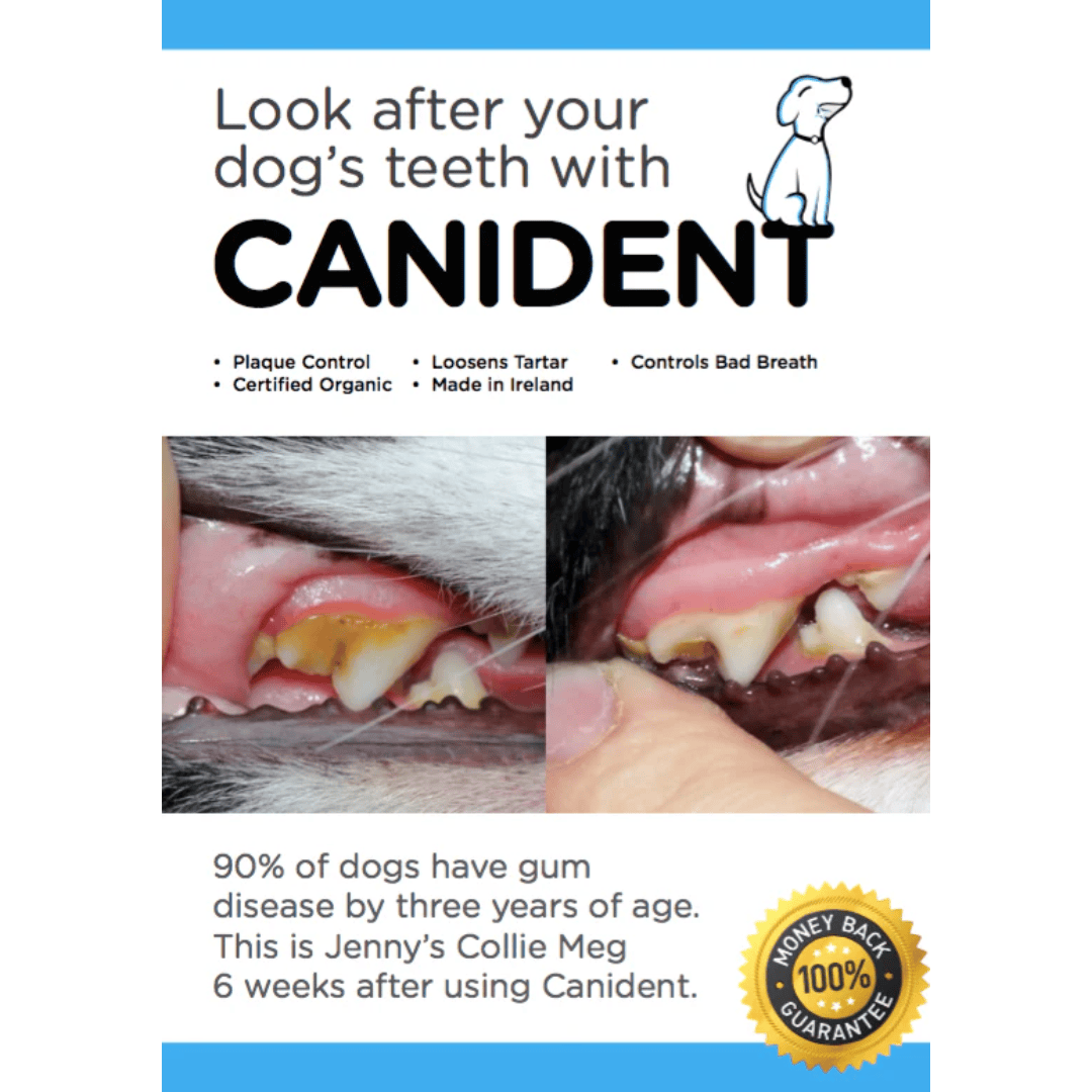 Canident