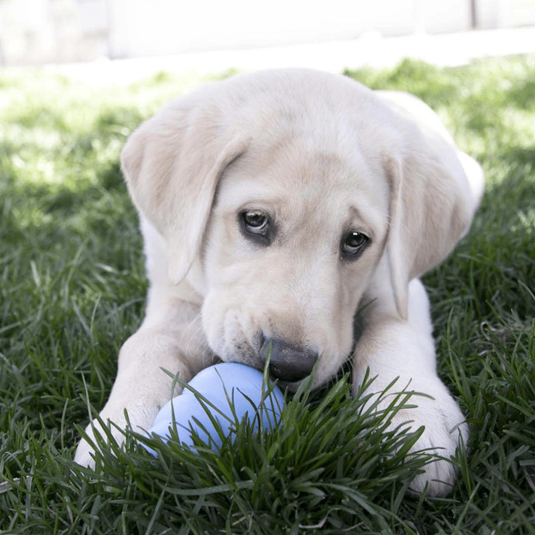 Kong Classic Puppy Toy