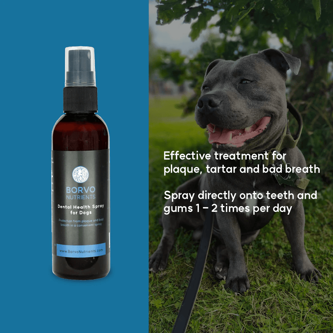 Infographic of how to use the Borvo Nutrients Dental Health Spray 100ml.
