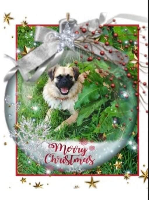Cara Rescue Dogs Christmas Cards - 10 Pack