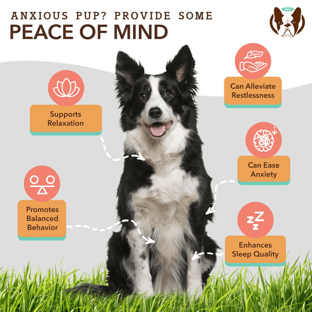 Some key benefits of the Natural Dog Company Supplement Chews