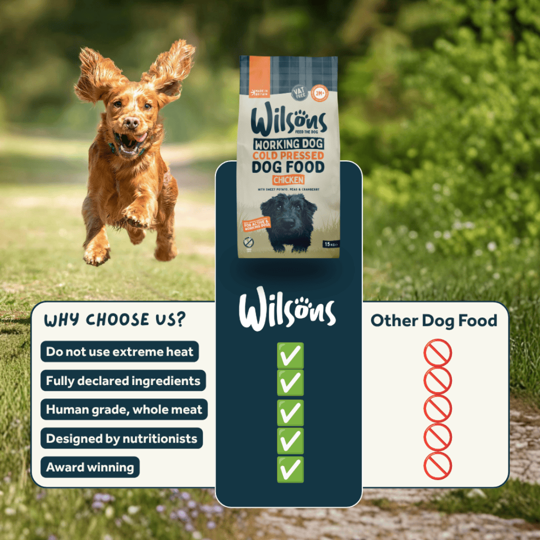 Dog running outdoors with Wilson's Working Dog Cold Pressed Dog Food packaging displayed.