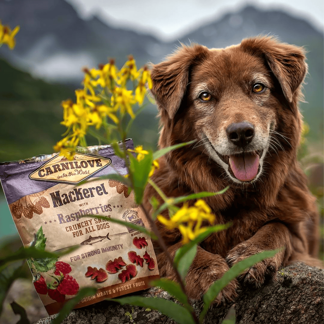 A brown dog posing alongside a packet of Carnilove Crunchy dog Treats Mackerel with Raspberries. There are some yellow flowers in the image and a lake and a mountain range in the background