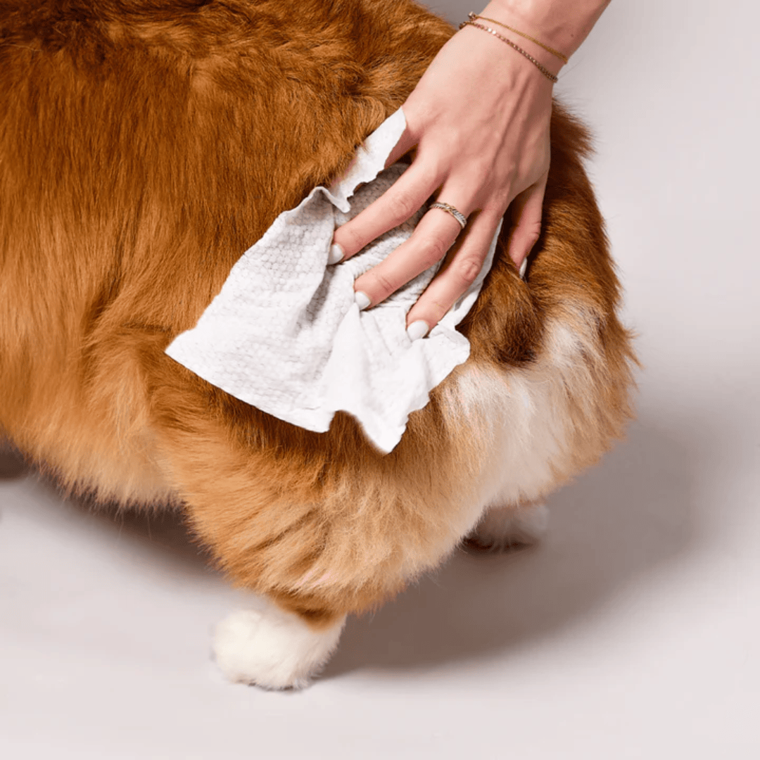 Dog's rear being wiped with a grooming wipe