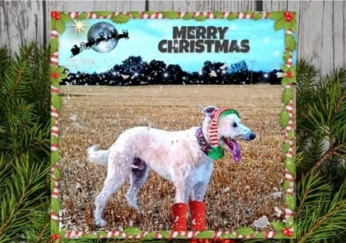 Cara Rescue Dogs Christmas Cards - 10 Pack