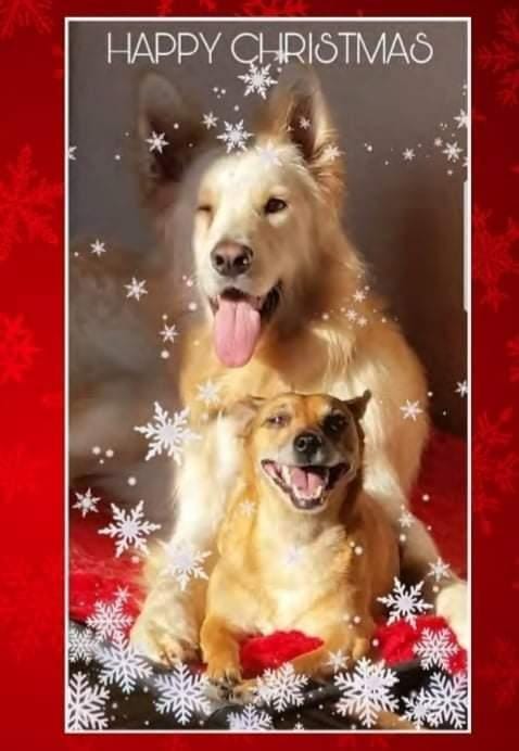 Cara Rescue Dogs Christmas Cards - 10 Pack