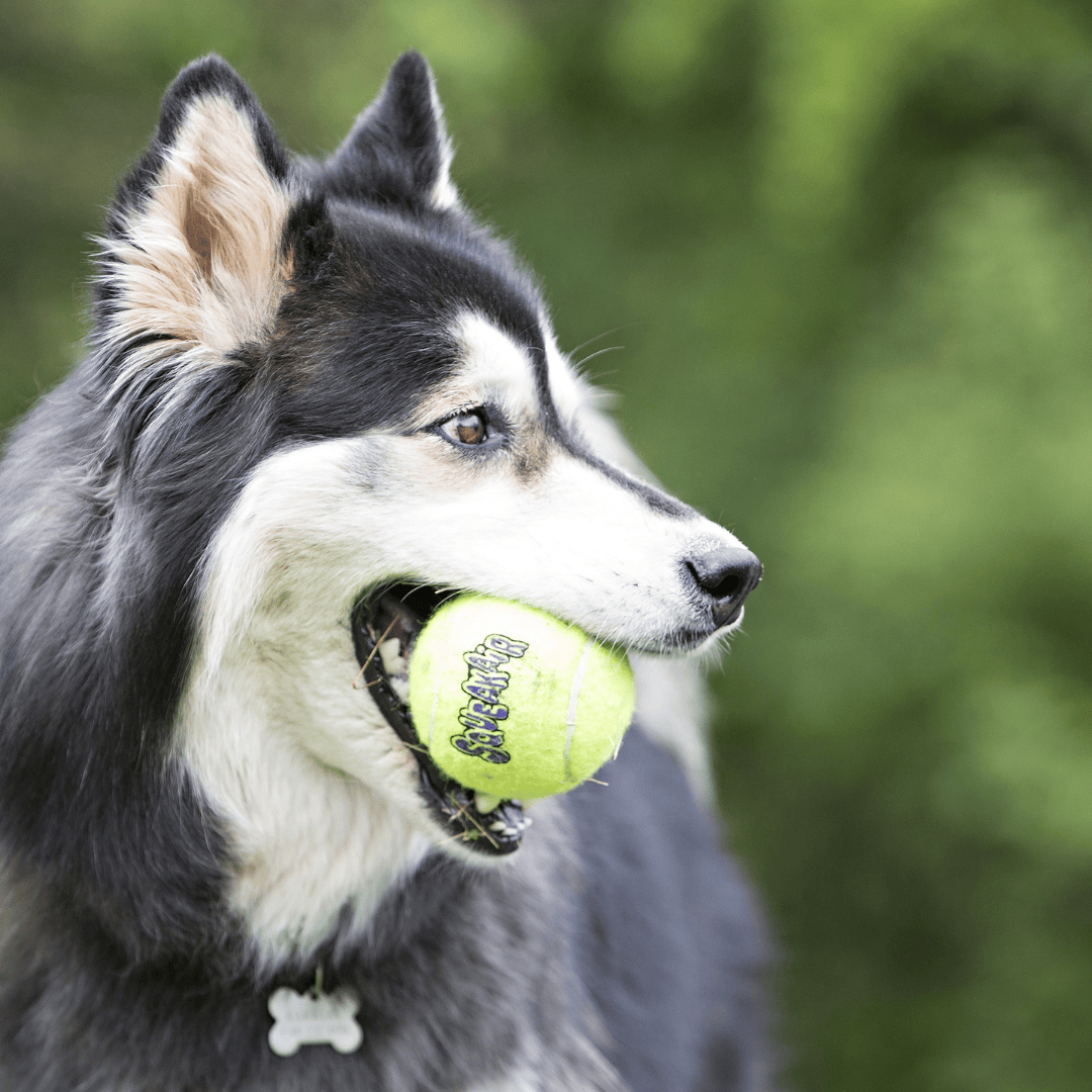 Kong Squeakair Tennis Balls