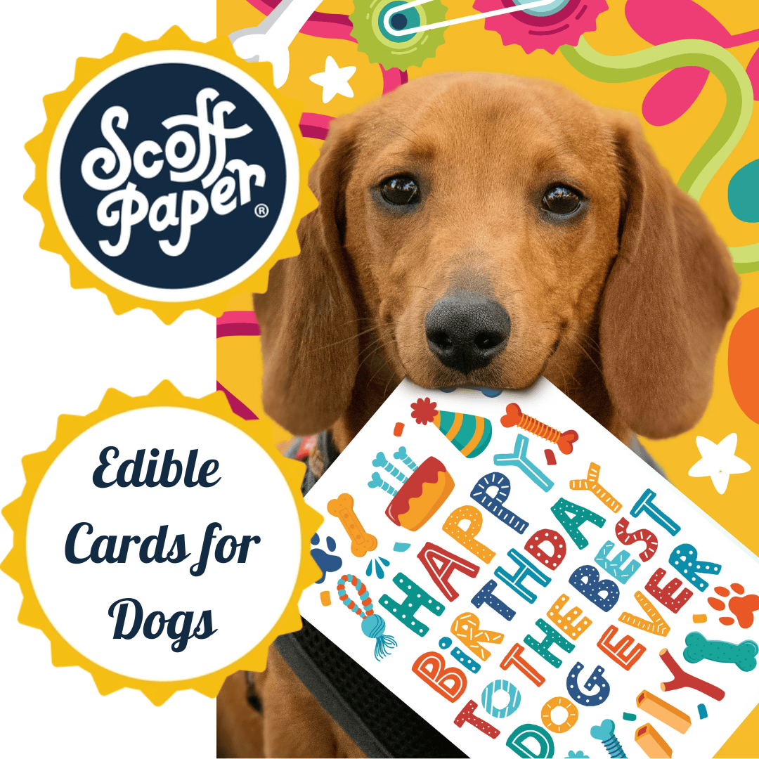 Scoff Paper Edible Cards for Dogs - Sit Sit