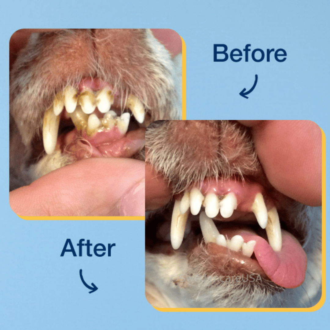 ProDen PlaqueOff Dental Powder