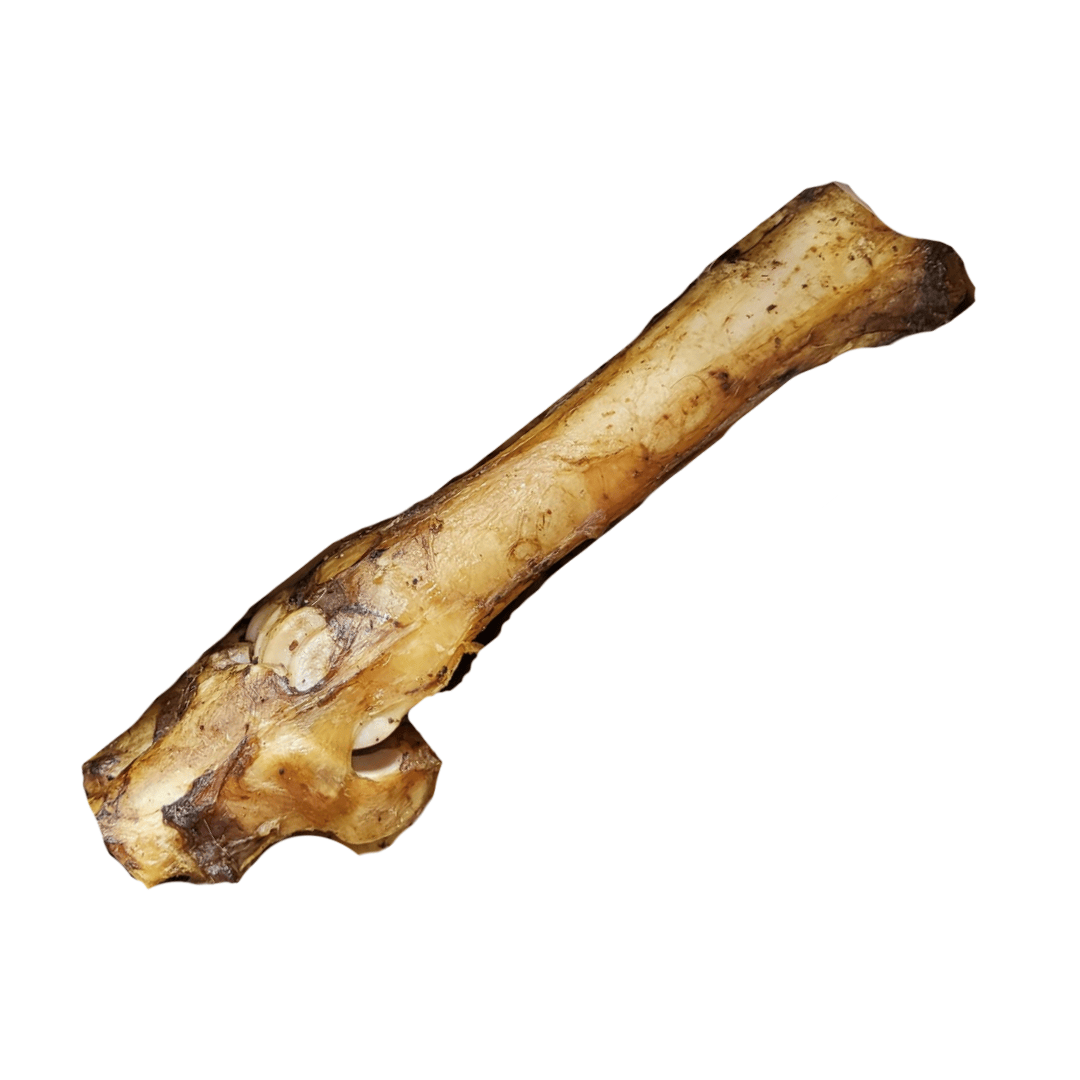 Beef Bone