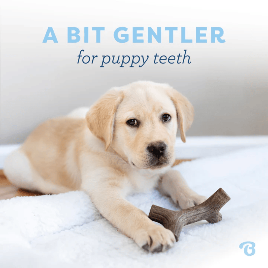 Benebone Maple Wood & Bacon Puppy 2pk