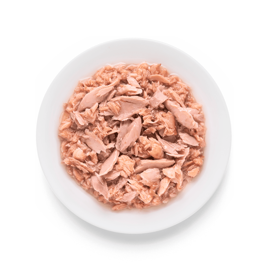 Tuna and Salmon in broth cat food served on a plate