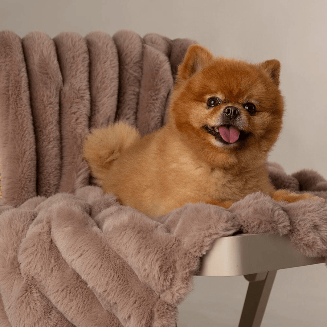 Small brown dog sitting on a fluffy grey Scruffs Aspen Blanket