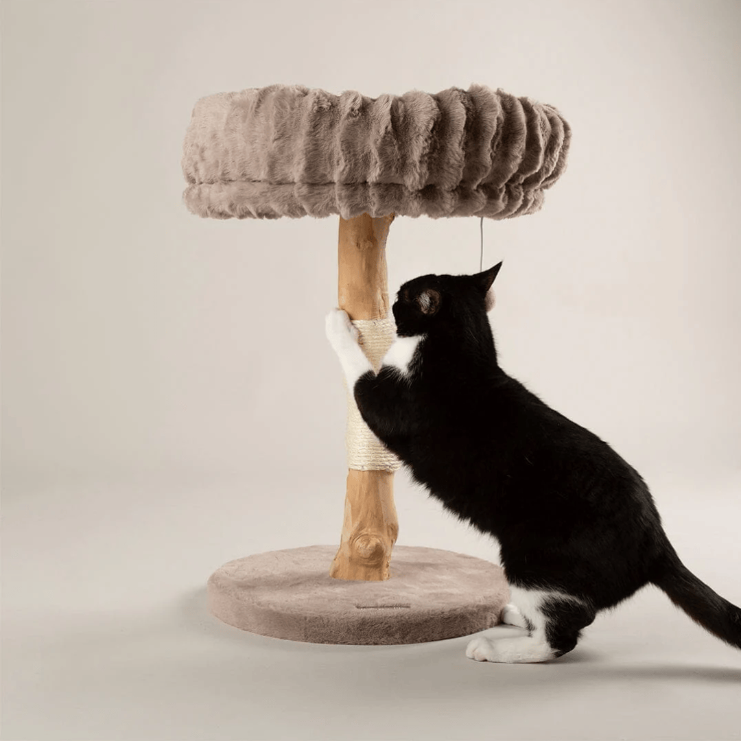 Cat playing with a cat tree on a plain background