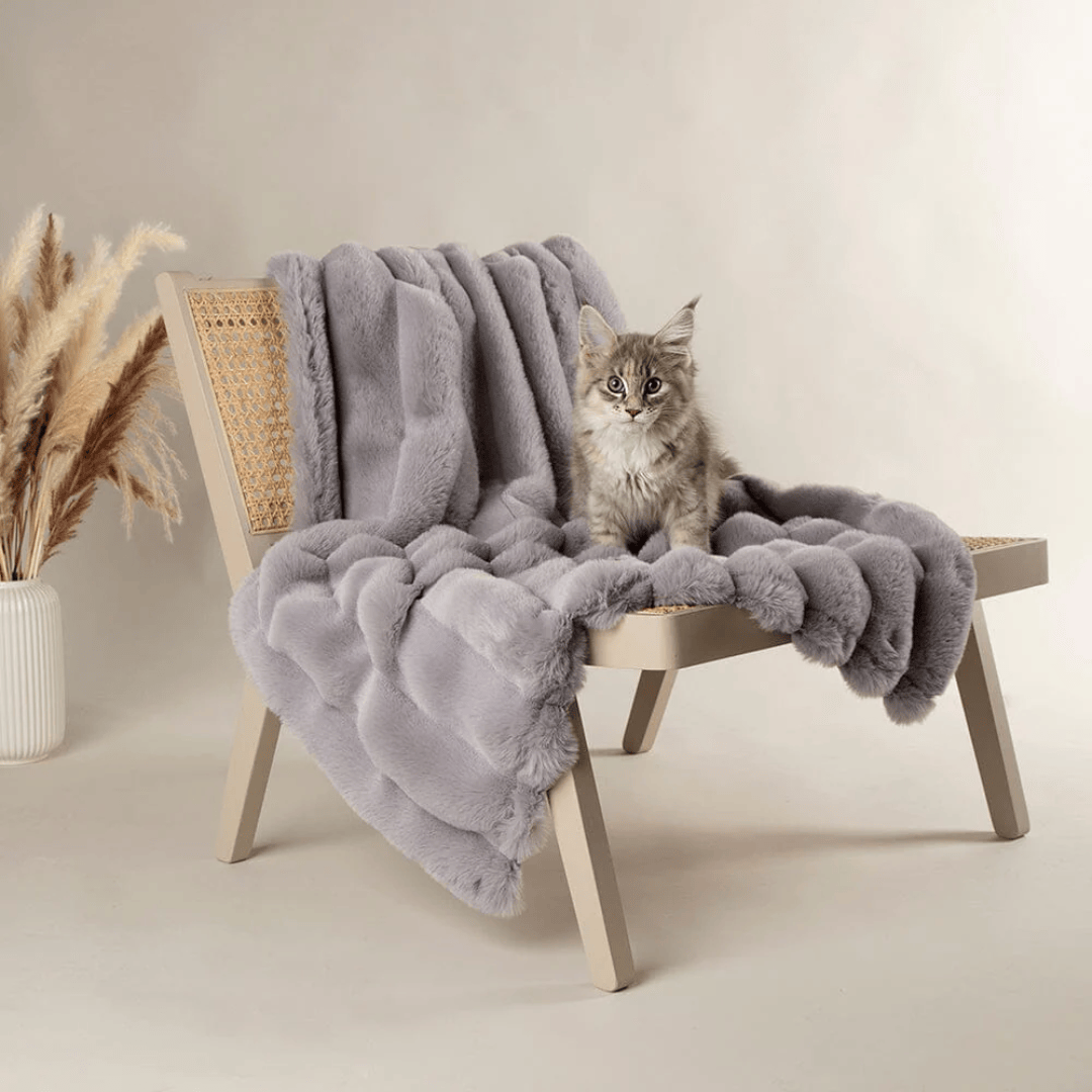 Cat sitting on a wooden chair with a grey fluffy Scruffs Aspen blanket, potted plant in the background