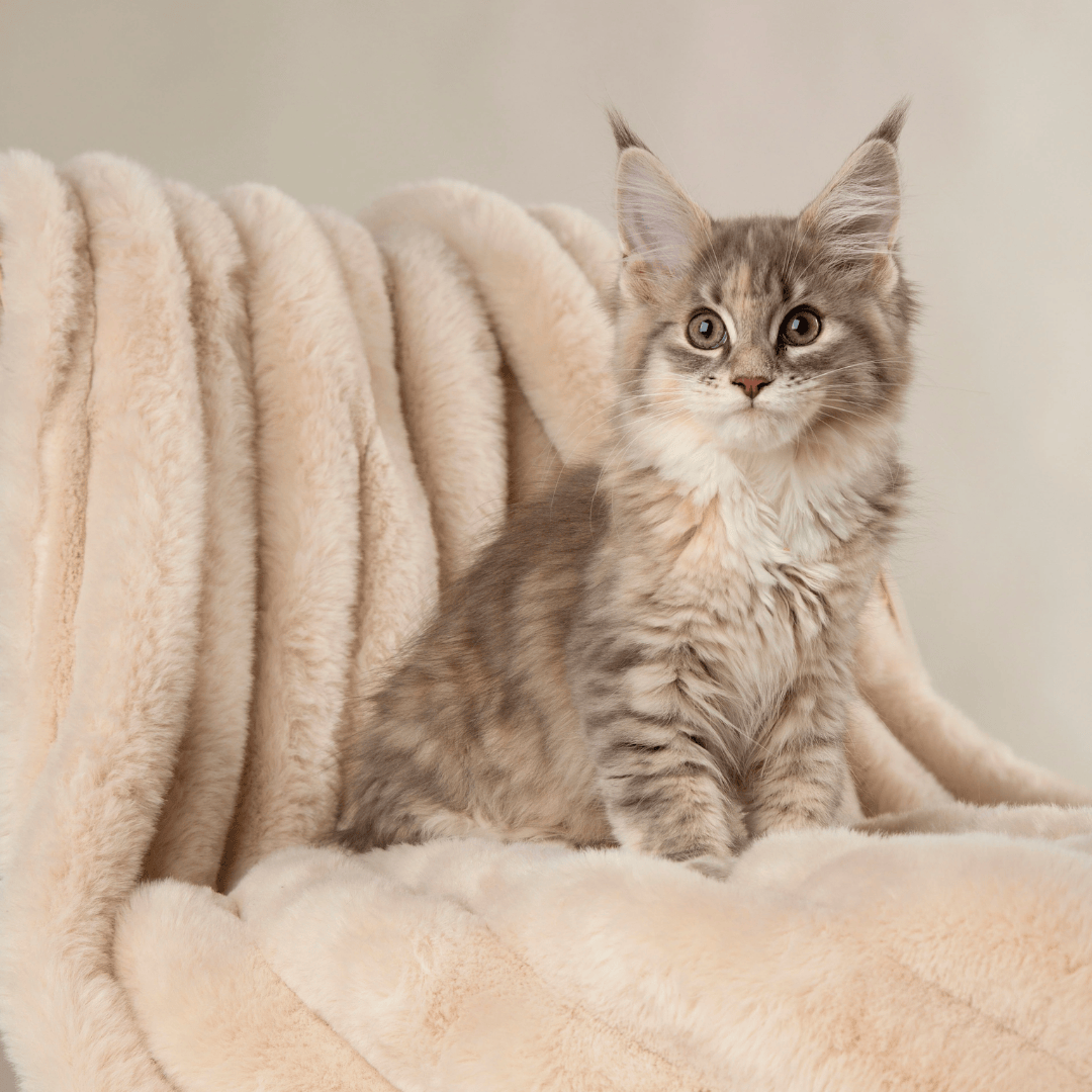 Scruffs Aspen Pet Blanket
