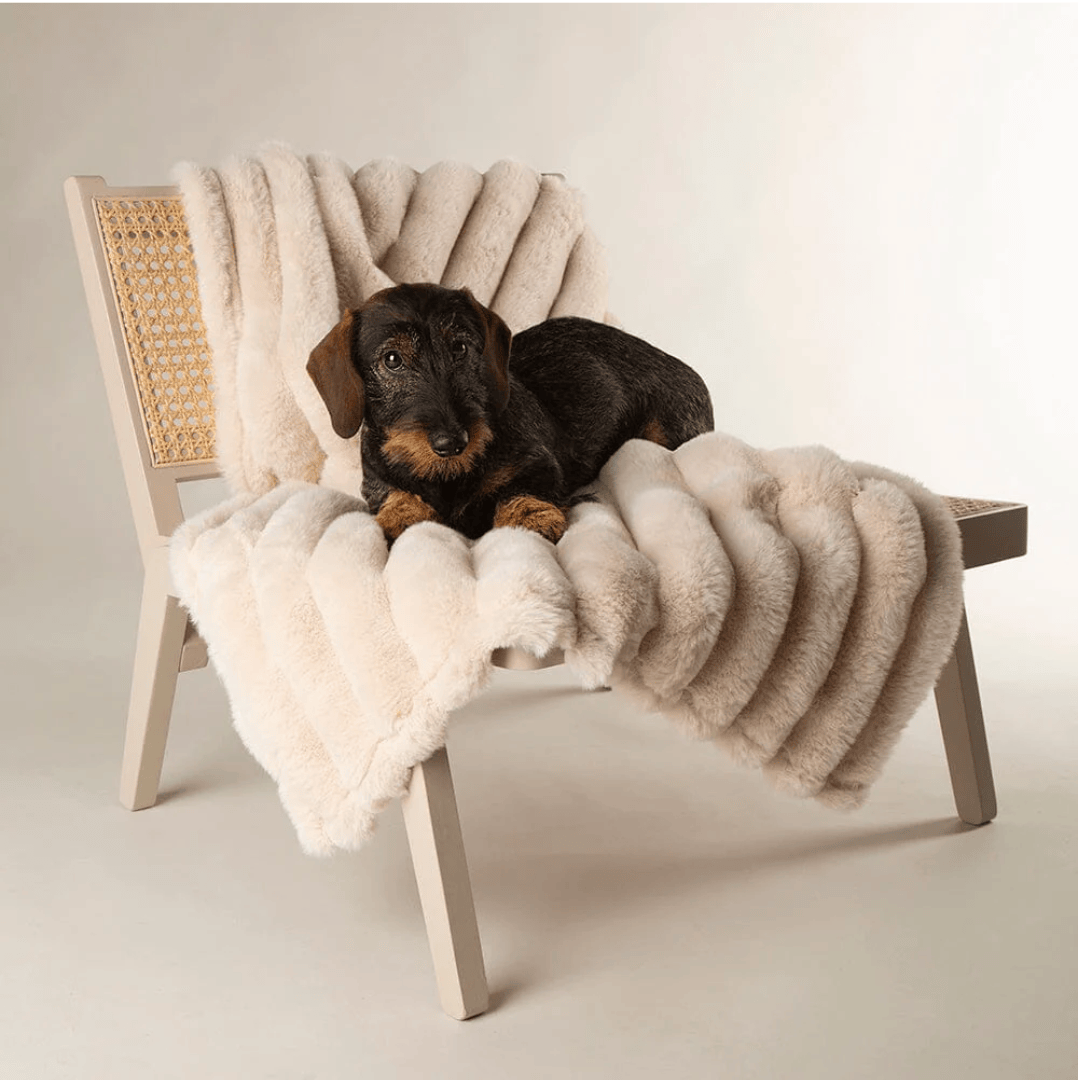 Small dog lying on a small wooden chair with a fluffy Scruffs Aspen blanket