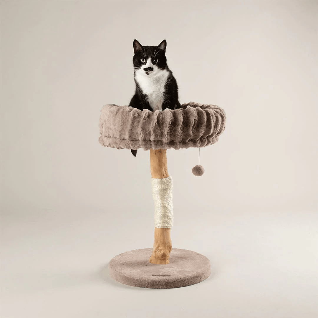 Cat sitting on a cat tree with a neutral background