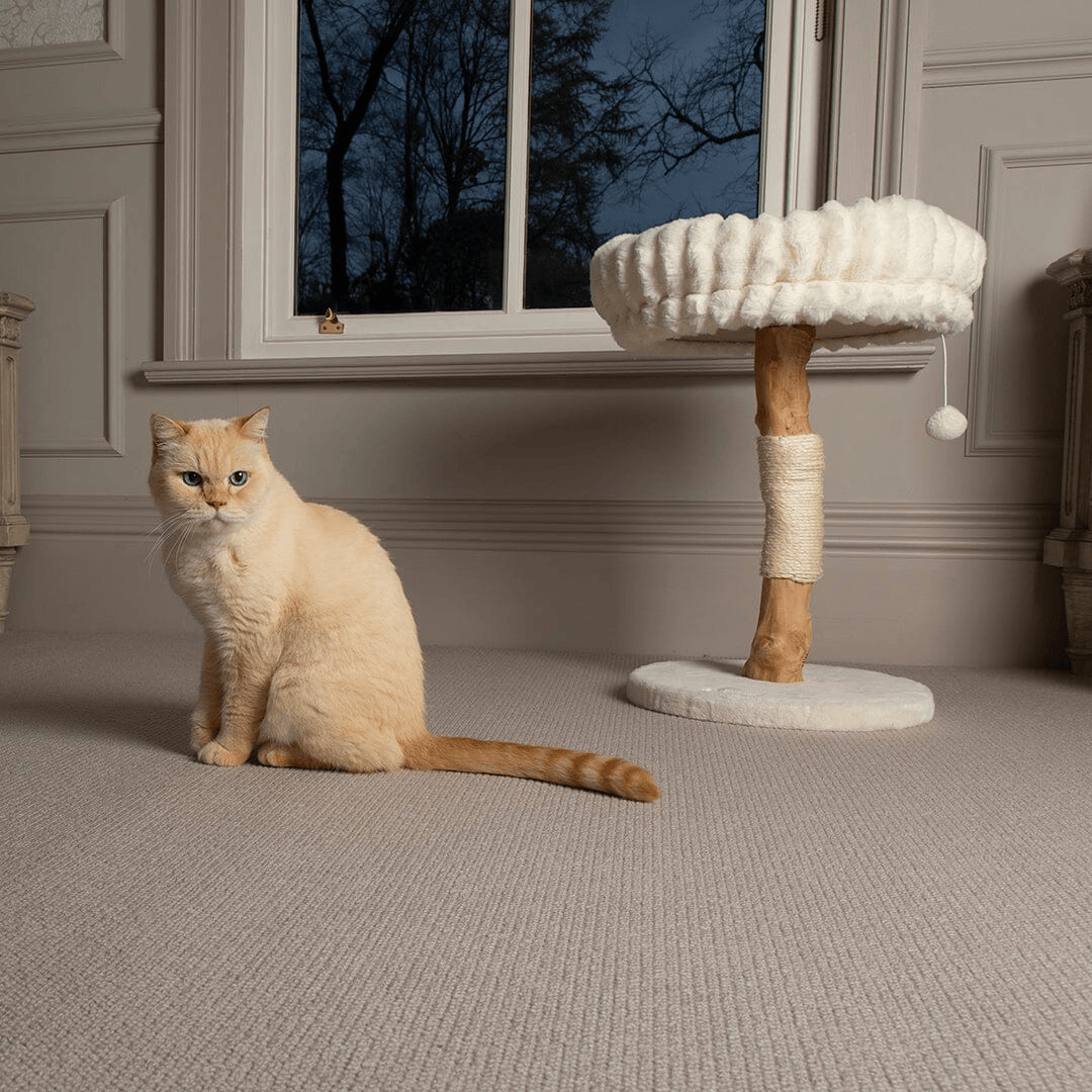 Cat sitting on a carpeted floor next to a cat tree with a window in the background