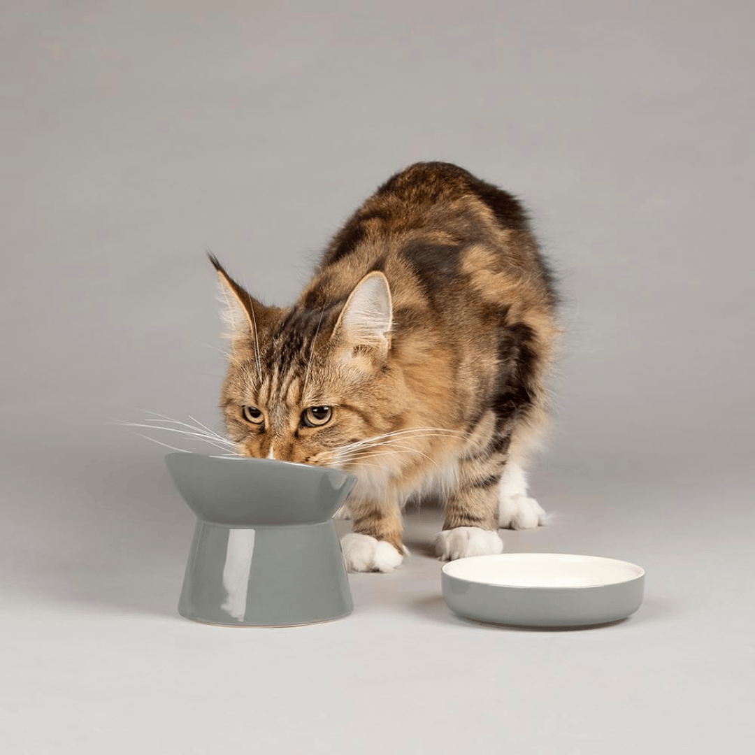 Cat interacting with a gray elevated cat feeder on a plain background. Beside it is the Scruffs Classic Grey Pet Food Saucer 13cm.