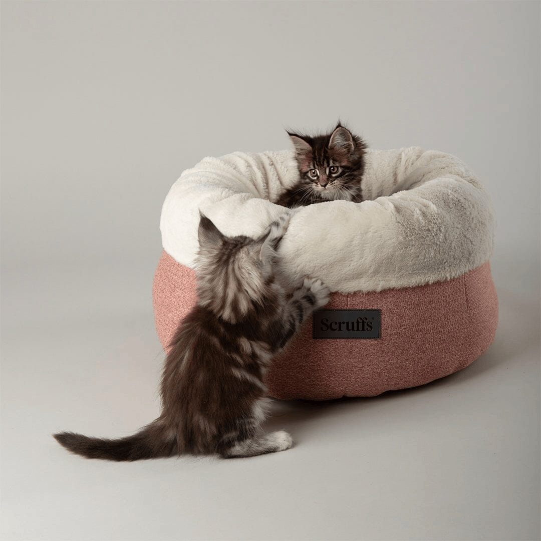 Two kittens playing with a Scruffs Seattle Sanctuary Deep Round Cat Bed on a light gray background