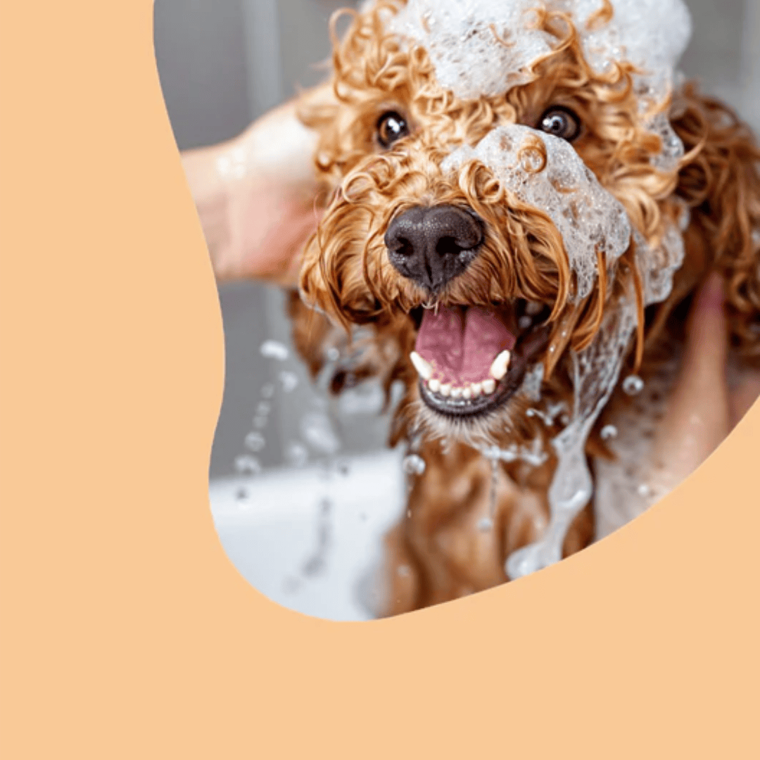Lumi-Noble Prebiotic Pet Shampoo