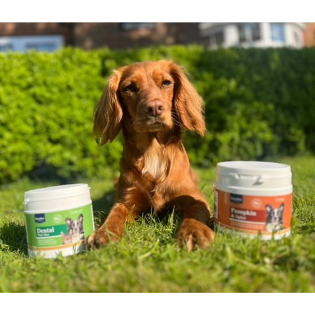 A dog is laying on the grass with Karnlea's Dental Topper and their Pumpkin & Spice Powder.