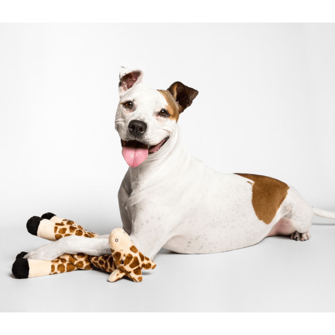 Dog playing with a giraffe-shaped toy on a white background
