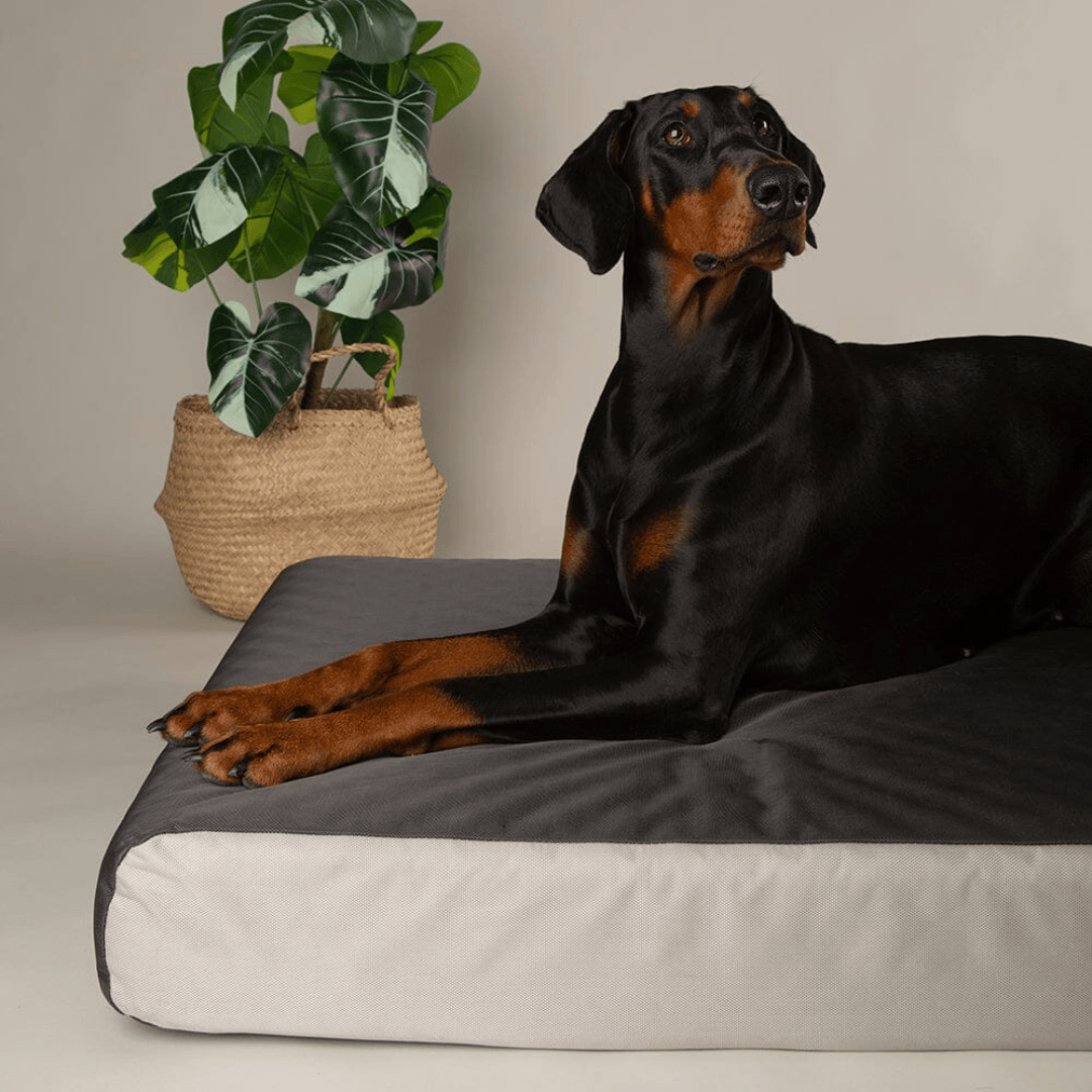 Scruffs ArmourDillo Orthopedic Dog Bed