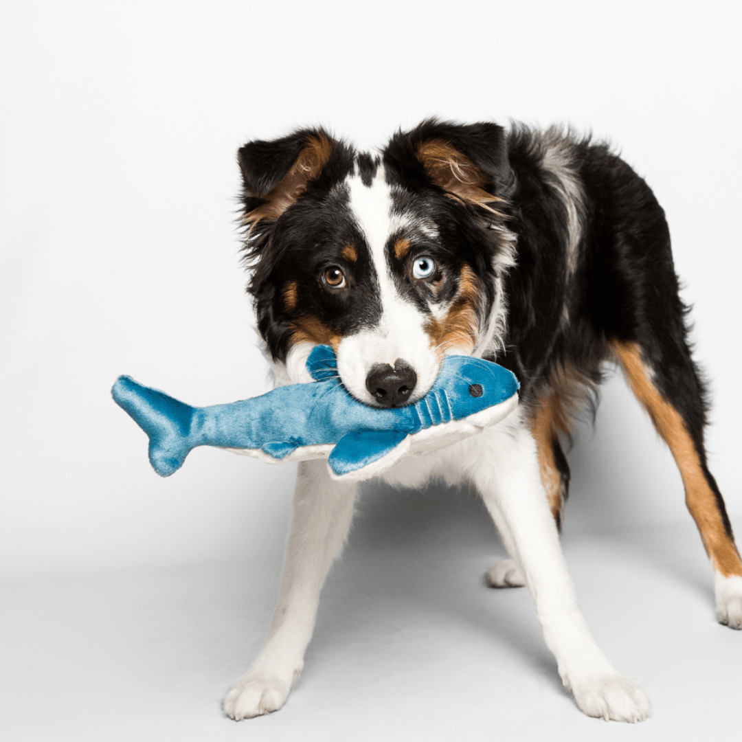 Fluff & Tuff Tank Shark Plush Dog Toy