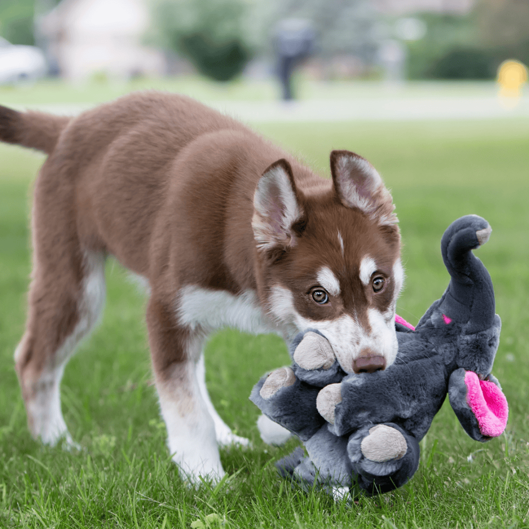 Fluff & Tuff Edsel Elephant Plush Dog Toy