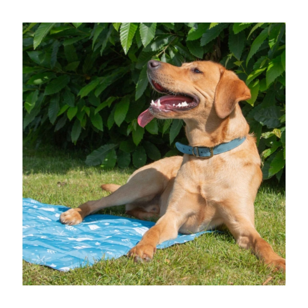Dog Cooling Mat