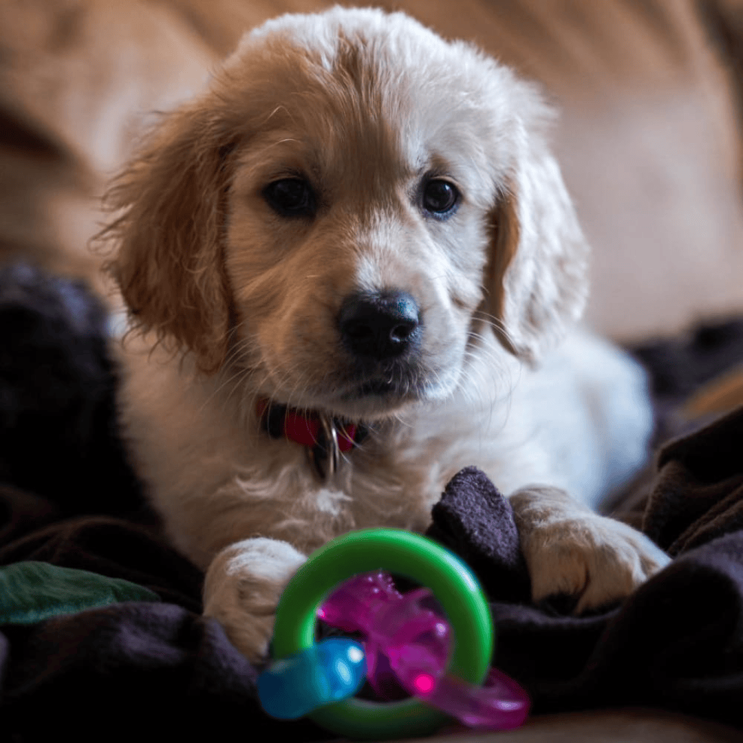 Nylabone Puppy Pacifier Teething Toy
