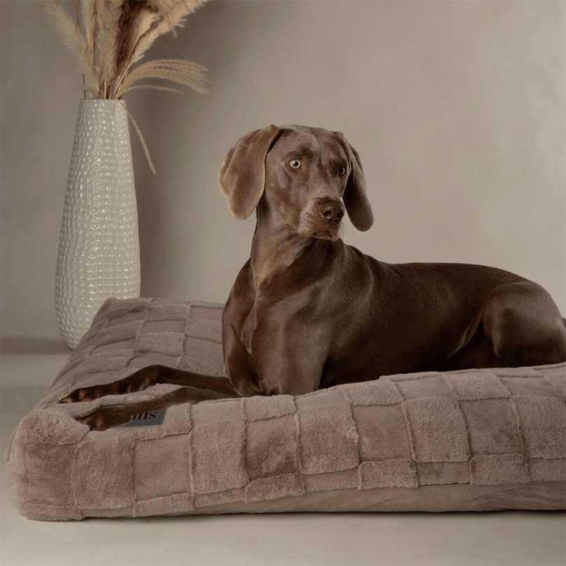 Dog lying on a Scruffs Oxford Ortho bed in silver with a vase in the background