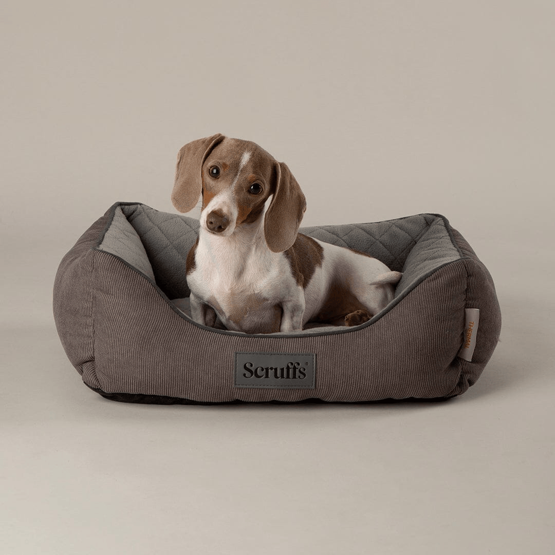 Dog lying in a grey thermal pet bed with 'Scruffs' branding on a beige background