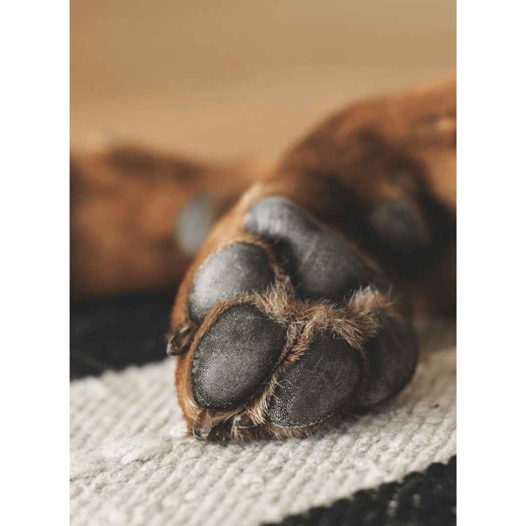 Close-up of a dog's paw on a textured surface