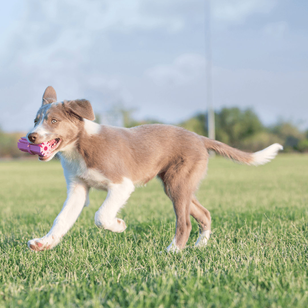 Kong Puppy Toy Teething Stick