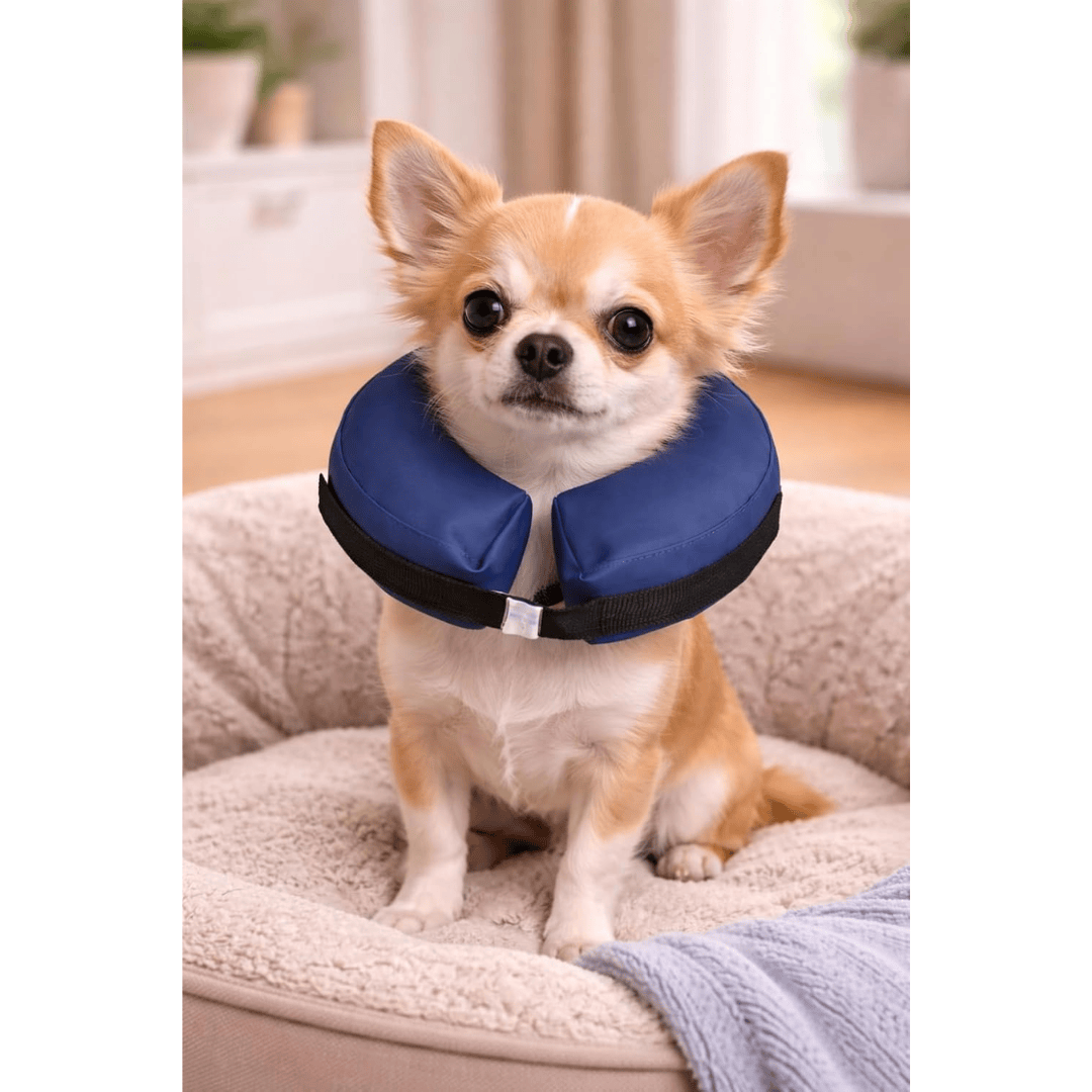 Small dog wearing a blue and black inflatable collar on a soft surface.