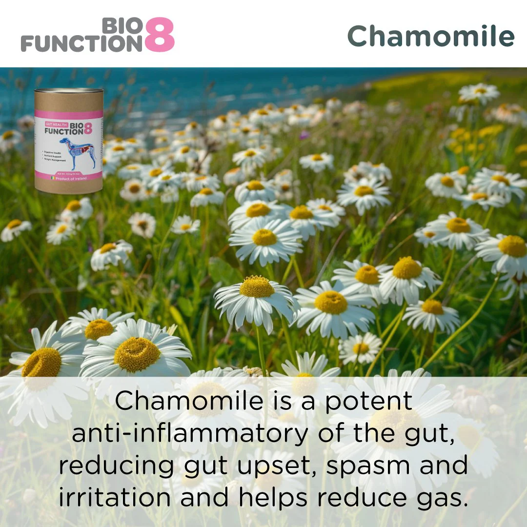 Biofunction8 Gut Soother Blend